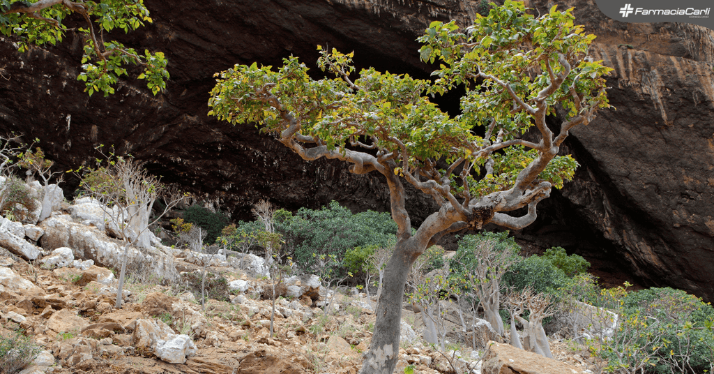 Boswellia: miglior antinfiammatorio naturale per dolori articolari e muscolari